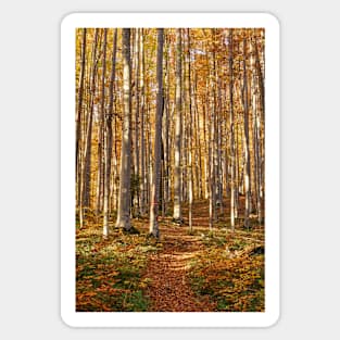 Deciduous forest with big trees Sticker